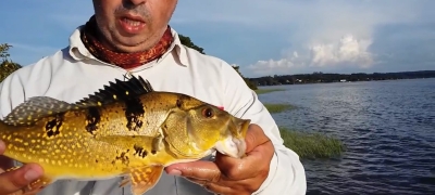tucunaré amarelo